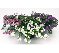 POWERS TO FLOWERS - BACOPA TRIS: ROSA, BIANCA e BLU. 3 PIANTE VASO 14, piante vere