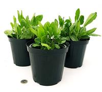 POWERS TO FLOWERS - BALSAMITA MAJOR BIO, ERBA SAN PIETRO, 3 PIANTE, piante vere