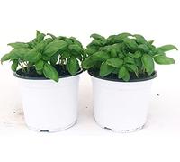 POWERS TO FLOWERS - BASILICO GENOVESE CLASSICO BIO, VASO 14CM, 2 PIANTE, piante vere