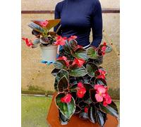 POWERS TO FLOWERS - BEGONIA BIG A FOGLIA VERDE SCURA E FIORE ROSSO, 2 PIANTE VASO 14 CM DIAMETRO, piante vere
