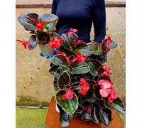 POWERS TO FLOWERS - BEGONIA BIG A FOGLIA VERDE SCURA E FIORE ROSSO, 4 PIANTE VASO 14 CM DIAMETRO, piante vere