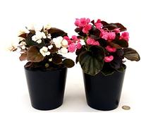 POWERS TO FLOWERS - BEGONIA DOUBLET ROSA e BIANCA, 2 PIANTE, VASO 13 CM DIAMETRO, piante vere