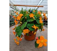 POWERS TO FLOWERS - BEGONIA PAPAYA, BEGONIA NANA, 2 PIANTE, vaso 12 cm diametro, pianta vera
