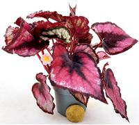 POWERS TO FLOWERS - BEGONIA REX RED ROBIN MINI IDEALE PER TERRARIUM, pianta vera