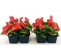 POWERS TO FLOWERS - BEGONIA SEMPERFLORENS, BEGONIETTA DA ESTERNO, FOGLIA VERDE e FIORE ROSSO, 8 PIANTE, piante vere