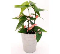 POWERS TO FLOWERS -BEGONIA TAMAYA, CORALLINA, TAMAIA, IN VASO CERAMICA ARGENTO, pianta vera