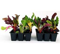 POWERS TO FLOWERS - BIETA, BIETOLA DA INSALATA MULTICOLOR BIO. 8 PIANTE, Piante vere