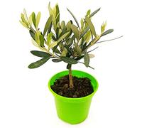 POWERS TO FLOWERS - BONSAI OLIVO DA FRUTTO, Pianta Vera