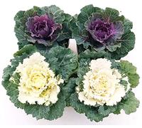 POWERS TO FLOWERS - BRASSICA, CAVOLO ORNAMENTALE, 4 PIANTE BIANCO/VIOLA, Vaso 14cm, Piante Vere