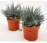 POWERS TO FLOWERS - CACTUS HAWORTHIA BIG BEND ALBA IN VASO 11CM DIAMETRO, 2 PIANTE, piante vere