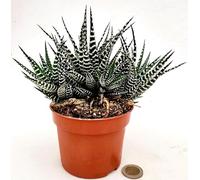 POWERS TO FLOWERS - CACTUS HAWORTHIA BIG BEND ALBA IN VASO 11CM DIAMETRO, pianta vera
