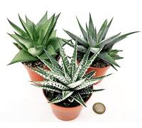 POWERS TO FLOWERS - CACTUS HAWORTHIA LIMIFOLIA, HAWORTIA ALBA, HAWORTIA CONCOLOR, IN VASO 9cm DIAMETRO, piante vere