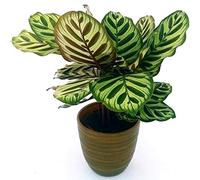 POWERS TO FLOWERS - CALATHEA MAKOYANA IN VASO CERAMICA BICOLORE, MARANTA, pianta vera