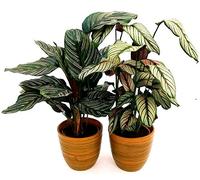 POWERS TO FLOWERS - CALATHEA WHITE STAR e ORNATA SANDERIANA, MARANTA, IN VASO CERAMICA BICOLORE, pianta vera