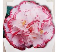 POWERS TO FLOWERS - CAMELIA BICOLORE MARGARET DAVIS, VASO 15CM diametro, altezza 40/50cm, pianta vera