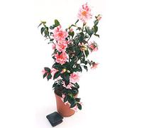 POWERS TO FLOWERS - CAMELIA JAPONICA ROSA BICOLORE, vaso 23cm, pianta vera