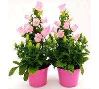 POWERS TO FLOWERS - CAMPANULA APPEAL ROSA, 2 PIANTE, piante vere
