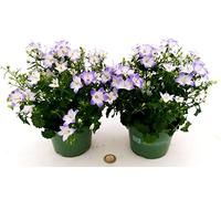 POWERS TO FLOWERS - CAMPANULA BICOLORE, 2 PIANTE VASO 12CM, piante vere