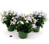 POWERS TO FLOWERS - CAMPANULA BICOLORE, 3 PIANTE VASO 12CM, piante vere