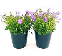 POWERS TO FLOWERS - CAMPANULA CARPATICA BLU, GET ME, 2 PIANTE, piante vere