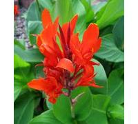 POWERS TO FLOWERS - CANNA INDICA ROSSA, 3 PIANTE, VASO 14CM DIAMETRO, piante vere