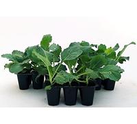 POWERS TO FLOWERS - CAVOLO NERO TOSCANO BIO, 12 PIANTE, Piante vere