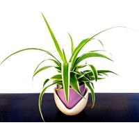 POWERS TO FLOWERS - CHLOROPHYTUM, FALANGIO MINI IN VASO CERAMICA TULIPANO, ideale per scrivania, pianta vera