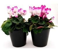 POWERS TO FLOWERS - CICLAMINO INDIAKA, 2 PIANTE, vaso 12cm, piante vere