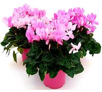 POWERS TO FLOWERS - CICLAMINO PICASSO, 3 PIANTE, VASO 12CM, piante vere