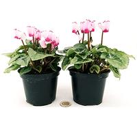 POWERS TO FLOWERS - CICLAMINO PROFUMATO DI MONTAGNA, 2 PIANTE, vaso 11cm, piante vere