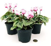 POWERS TO FLOWERS - CICLAMINO PROFUMATO DI MONTAGNA, 3 PIANTE, vaso 11cm, piante vere