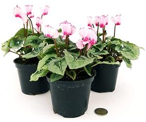 POWERS TO FLOWERS - CICLAMINO PROFUMATO DI MONTAGNA, 3 PIANTE, vaso 11cm, piante vere