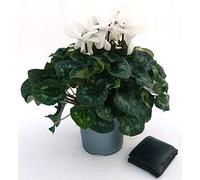 POWERS TO FLOWERS - CICLAMINO XXL GRANDIFLORA BIANCO, vaso 17cm, pianta vera