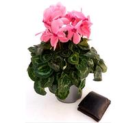 POWERS TO FLOWERS - CICLAMINO XXL GRANDIFLORA ROSA, vaso 17cm, pianta vera