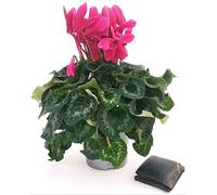 POWERS TO FLOWERS - CICLAMINO XXL GRANDIFLORA VIOLA, vaso 17cm, pianta vera