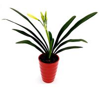 POWERS TO FLOWERS - CLIVIA GIALLA IN VASO CERAMICA A CERCHI CONCENTRICI, pianta vera