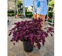 POWERS TO FLOWERS - COLEUS ROSSO XXXL, VASO 30CM, pianta vera