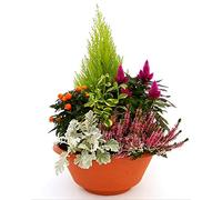 POWERS TO FLOWERS - COMPOSIZIONE DA ESTERNO XL CON SOLANUM, SEDUM, CIPRESSO LIMONE, CALLUNA, CINERARIA, CELOSIA, CIOTOLA cm 27, piante vere