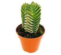 POWERS TO FLOWERS - CRASSULA BUDDHA'S TEMPLE pianta vera