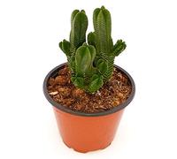 POWERS TO FLOWERS - CRASSULA BUDDHA'S TEMPLE, vaso 9cm, pianta vera