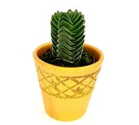 POWERS TO FLOWERS - CRASSULA BUDDHA'S TEMPLE VASO CERAMICA ORO pianta vera