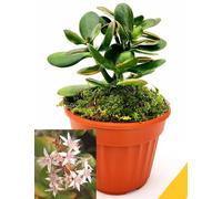 POWERS TO FLOWERS - CRASSULA OVATA, ALBERO DI GIADA, IN VASO DECO 13 CM DIAMETRO. Pianta vera