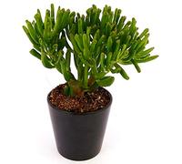 POWERS TO FLOWERS - CRASSULA OVATA HOBBIT ALBERO DI GIADA, IN VASO CERAMICA NERO, pianta vera