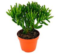 POWERS TO FLOWERS - CRASSULA OVATA HOBBIT ALBERO DI GIADA, VASO 13CM, pianta vera