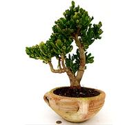 POWERS TO FLOWERS - CRASSULA OVATA HOBBIT BONSAI XXL, ALBERO DI GIADA, IN VASO TERRACOTTA DECORATO, VASO 30CM DIAMETRO, pianta vera