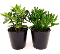 POWERS TO FLOWERS - CRASSULA OVATA HOBBIT e CRASSULA OVATA, ALBERO DI GIADA, VASO 13CM, piante vere