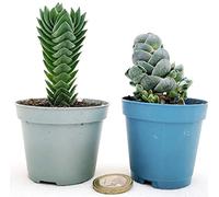 POWERS TO FLOWERS - CRASSULA PAGODA IVORY e CRASSULA BUDDA'S TEMPLE, vaso 5,5cm diametro, Piante Vere