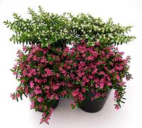 POWERS TO FLOWERS - CUPHEA BIANCA E VIOLA, 4 PIANTE VASO 13CM, piante vere