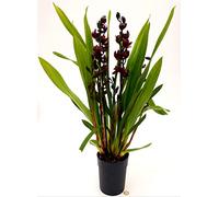 POWERS TO FLOWERS - CYMBIDIUM NERO XXL, 3/4 STELI, ORCHIDEA NERA, pianta vera