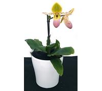 POWERS TO FLOWERS - CYPRIPEDIUM, PAPHIOPEDILUM PINOCCHIO IN VASO CERAMICA BIANCO, pianta vera